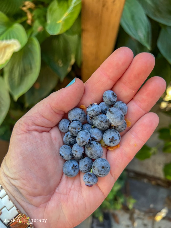 hand holding harvested blueberries