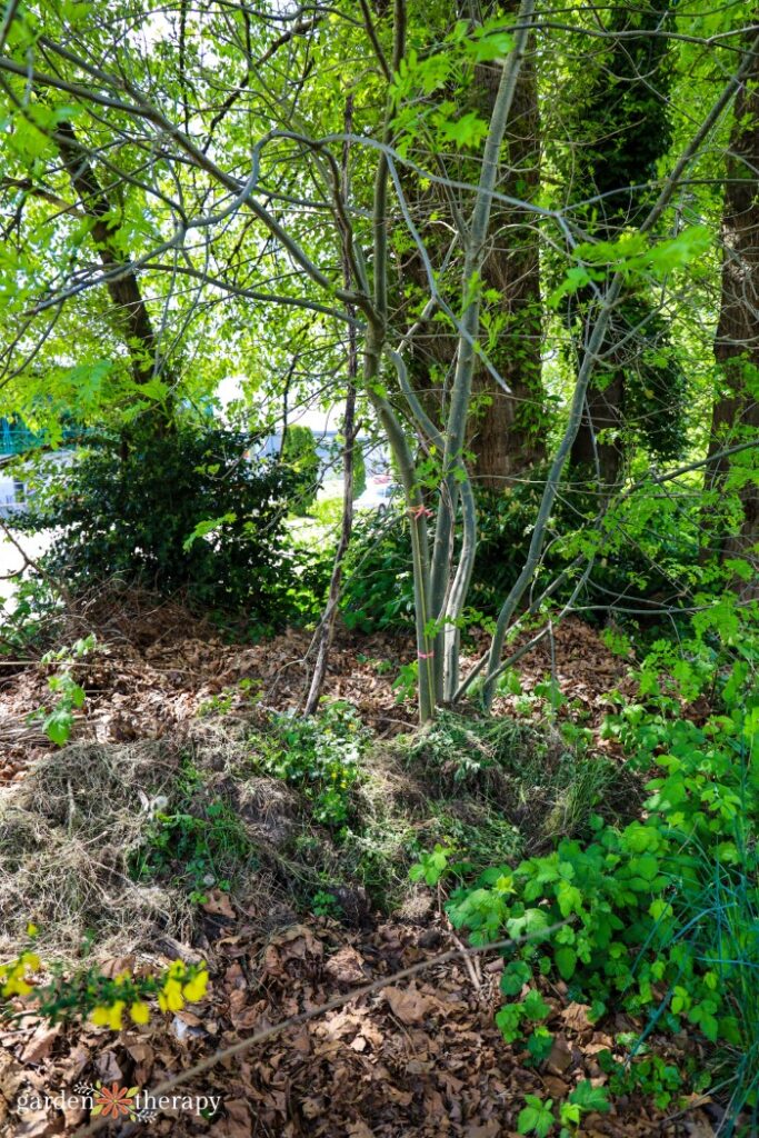 natural leaf mulch in an urban woody setting