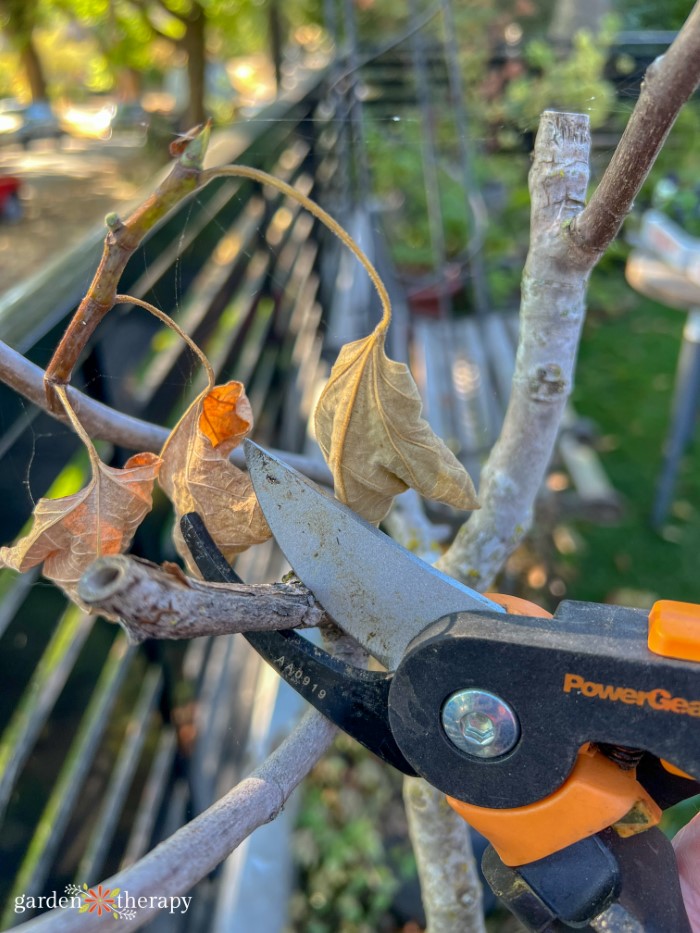 pruning perennial