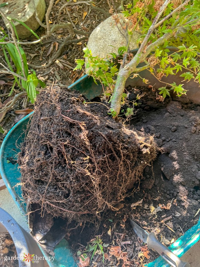 maple tree with an overgrown root ball