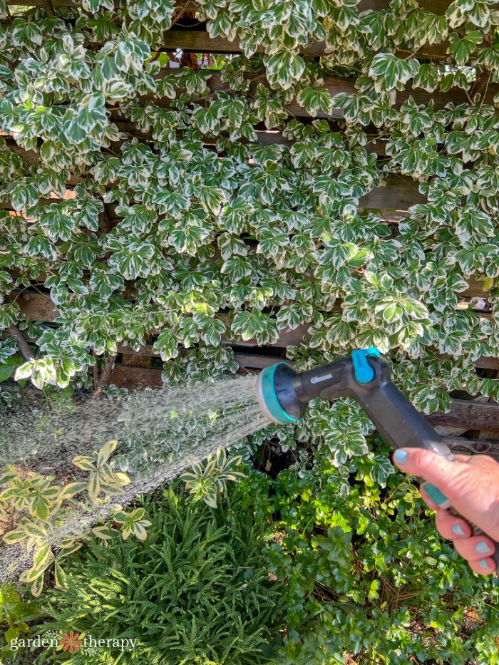 watering the garden to keep animals out