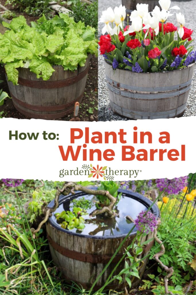 Pin image for how to plant in a wine barrel