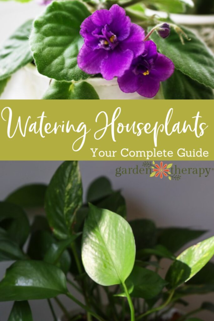 Pin image for a complete guide on how to water houseplants with African violets and a pothos houseplant