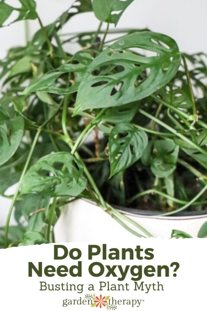 Pin image for "Do Plant's Need Oxygen"? including a potted monstera.