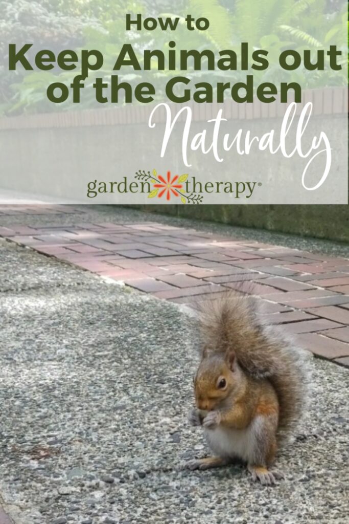 Pin image for how to naturally keep animals out of the garden including an image of a common squirrel.