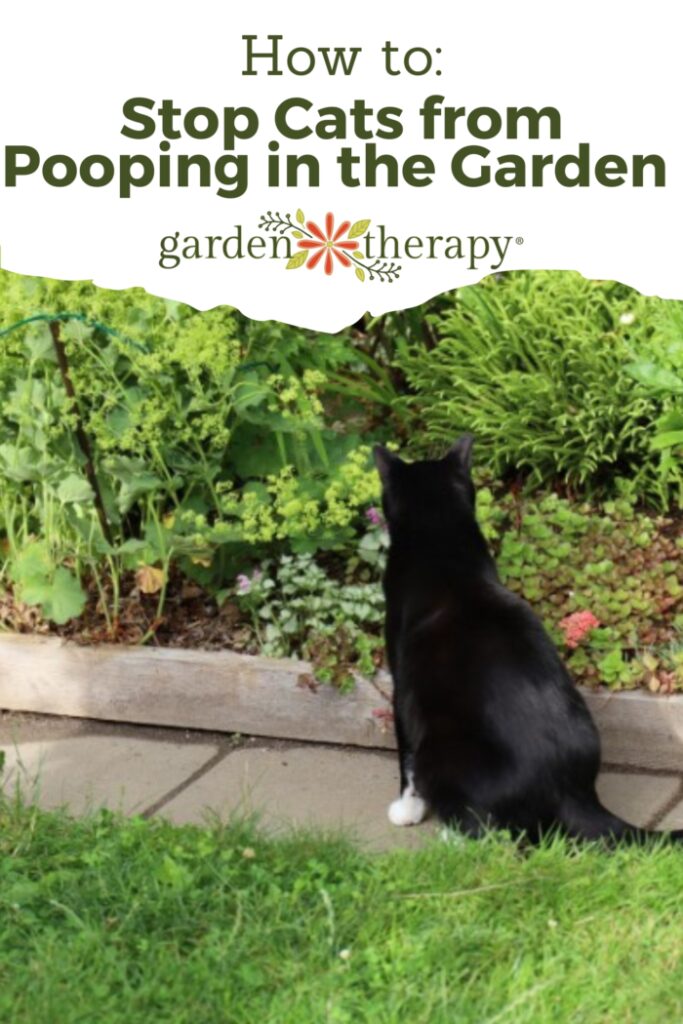 Pin image for how to stop cats from pooping in the garden including an image of a black cat in a garden.