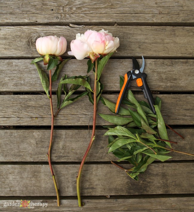 snipped peonies next to pruners