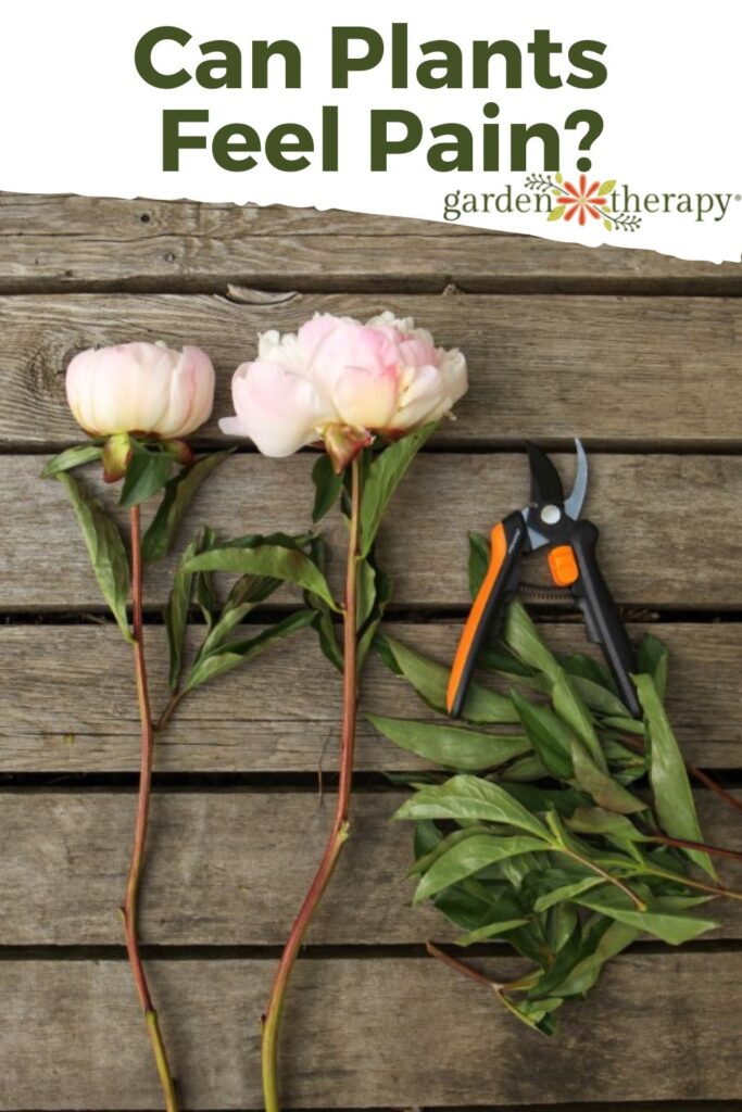 Pin image for FAQ on if plants can feel pain featuring garden pruners with peony clippings.