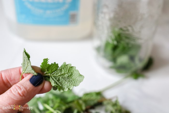 pinch of lemon balm