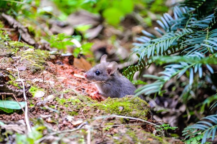 mouse in garden