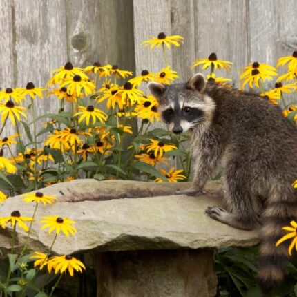 raccoon on rock surrounded by flowers