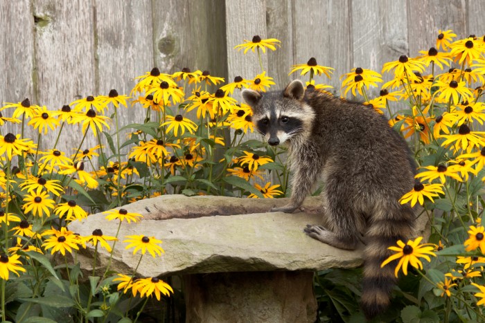 raccoon on rock surrounded by flowers