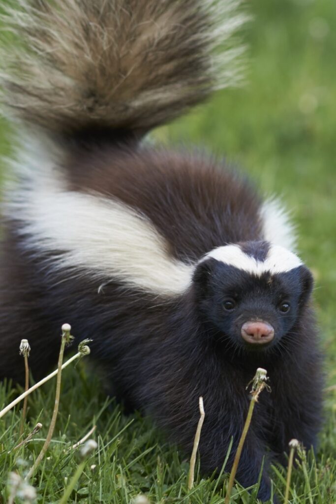 skunk in grass