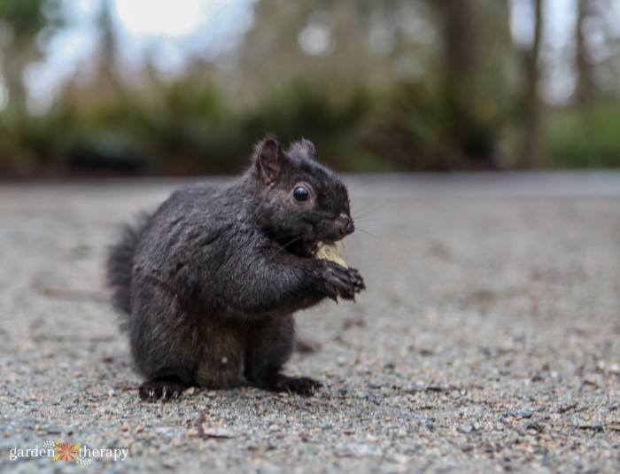 squirrel eating