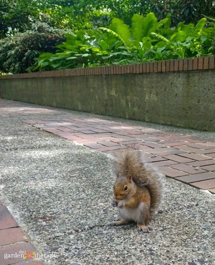 squirrel on pathway. physical barriers for squirrel deterrents