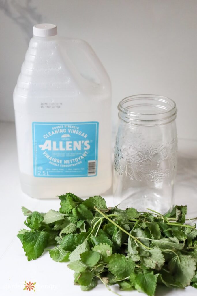 fresh lemon balm, vinegar, and a Mason jar