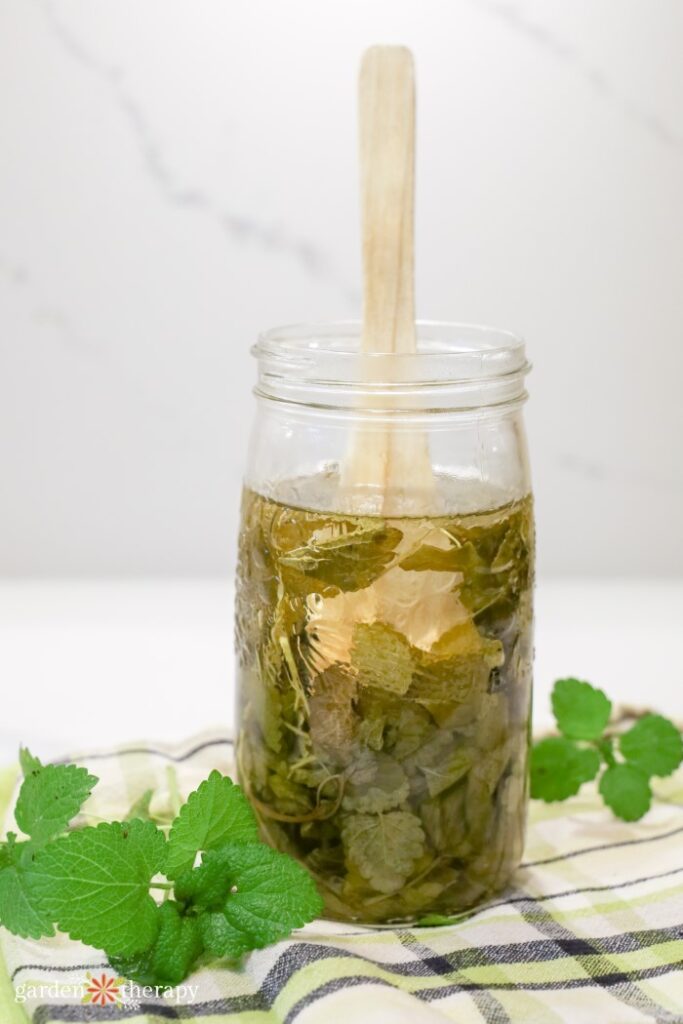 lemon balm infusing in vinegar in jar with wooden spoon for cleaning spray