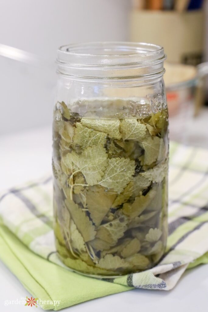 lemon balm infusing in vinegar in Mason jar