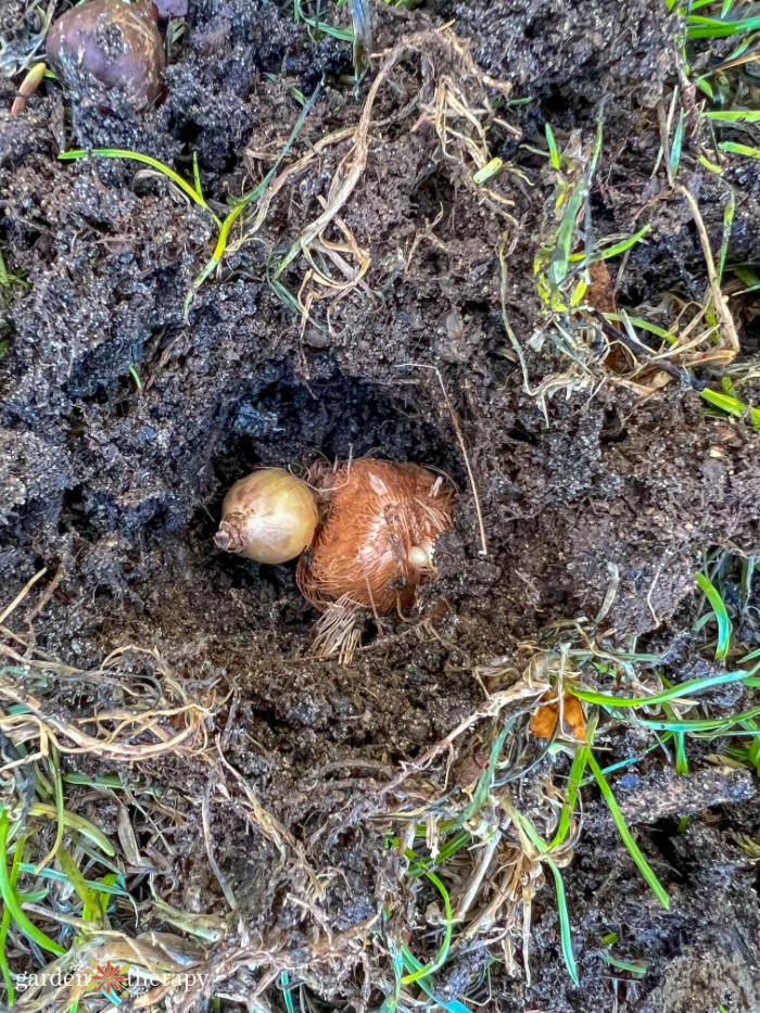 planting bulb in ground