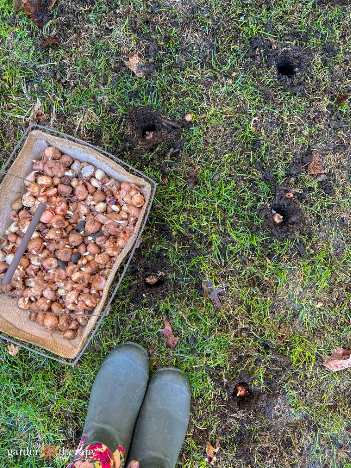 stinzen planting with bulbs in the ground