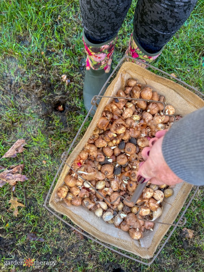 stinzen planting with bulbs