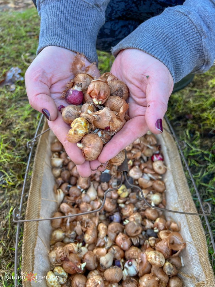 handful of bulbs for stinzen planting