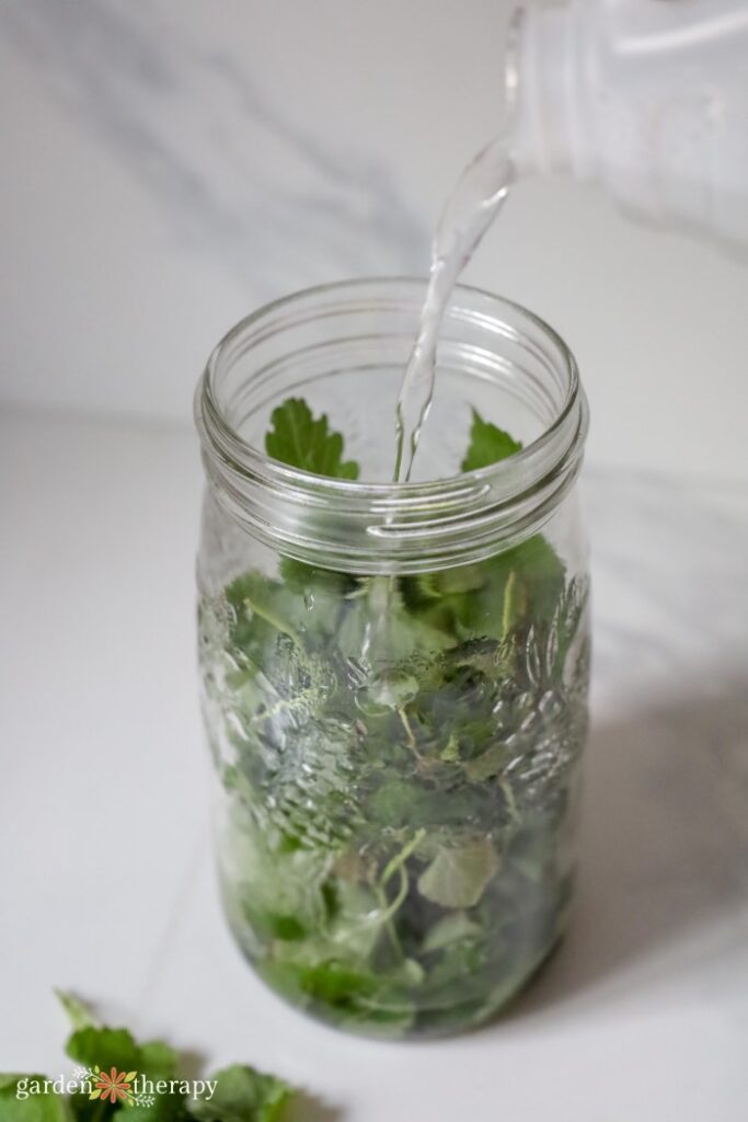 vinegar pouring over lemon balm