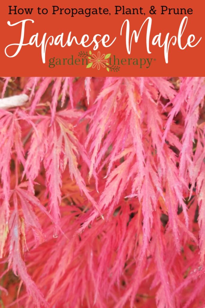 Pin image for how to propagate, plant, and prune Japanese maple