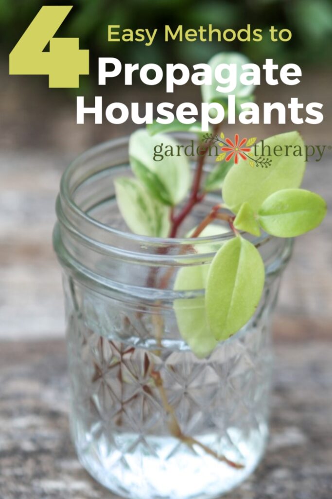 Pin image for 4 easy methods to propagate houseplants