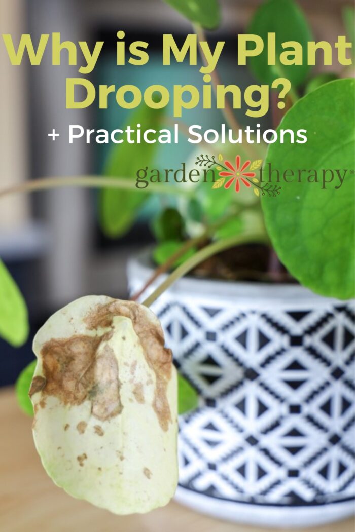 Why is My Plant Drooping? 7 Ways to Save Your Plant Fast!