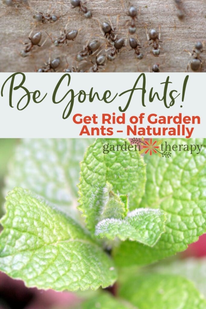 Pin image for how to get rid of ants in your garden, naturally.