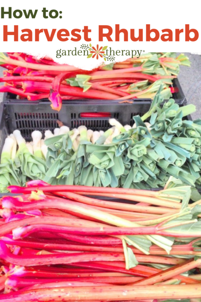 Pin image for how to harvest rhubarb