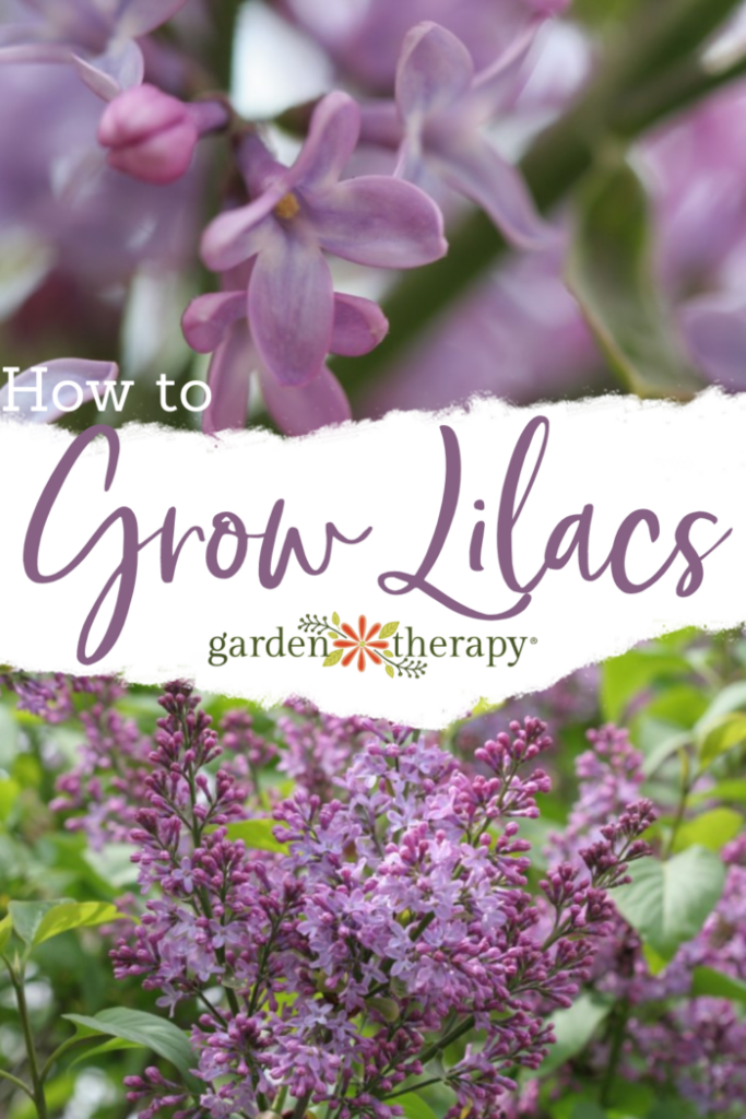 How to Plant, Grow and Care for Lilac