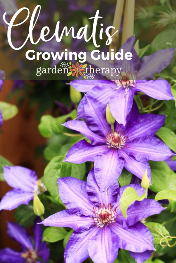 Pin image for a clematis growing guide