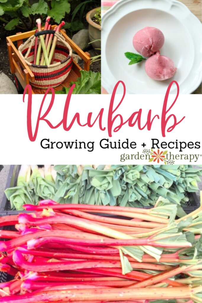 Pin image for a rhubarb plant growing guide