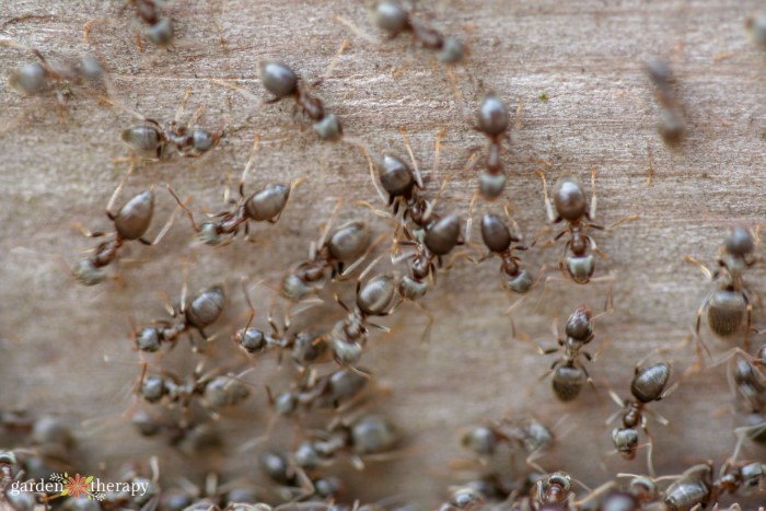 cluster of ants on wood