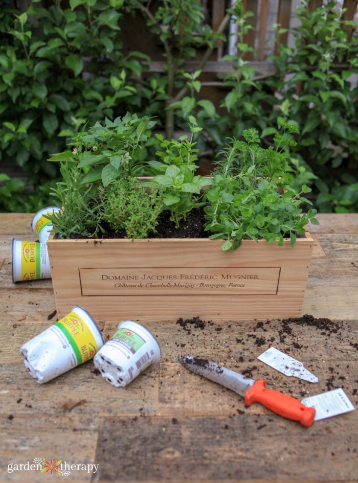 herb wine box with soil