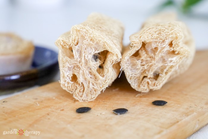 cut loofah with seeds on cutting board