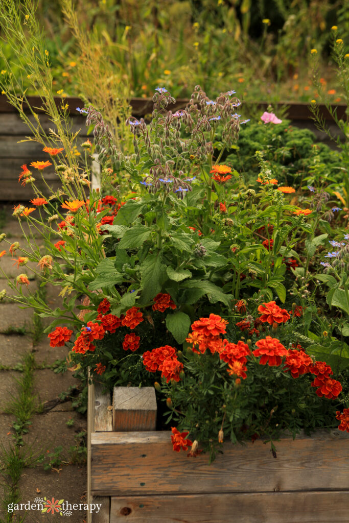 calendula, marigolds, and borage in a raised gardening bed