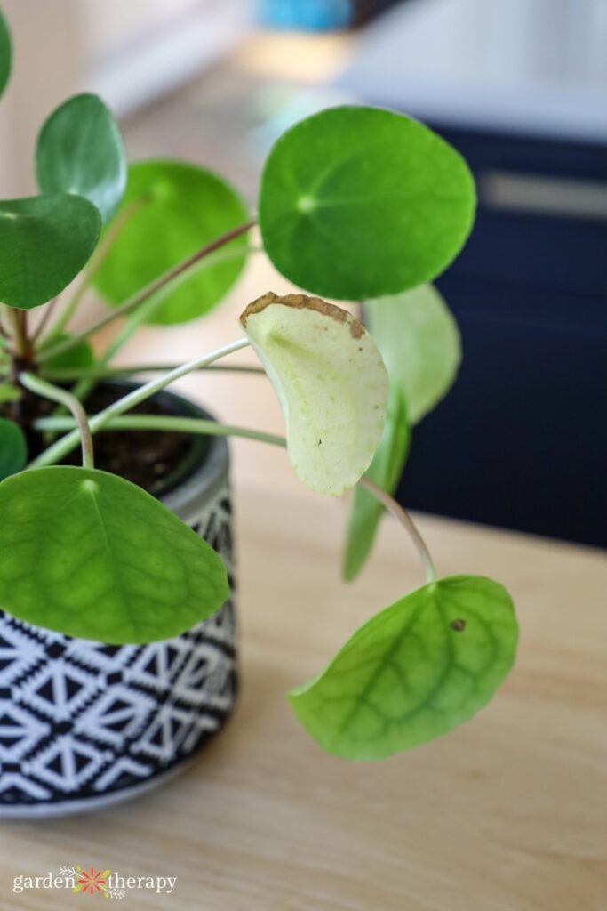 dying leaf on Chinese money plant