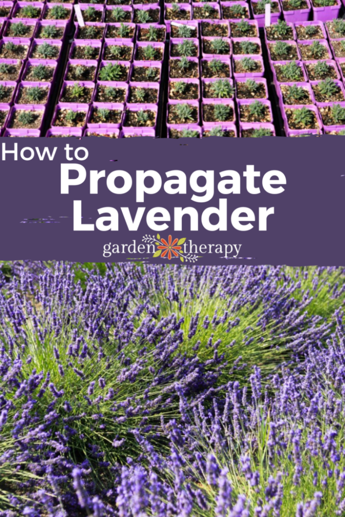 Pin image for how to propagate lavender for endless blooms