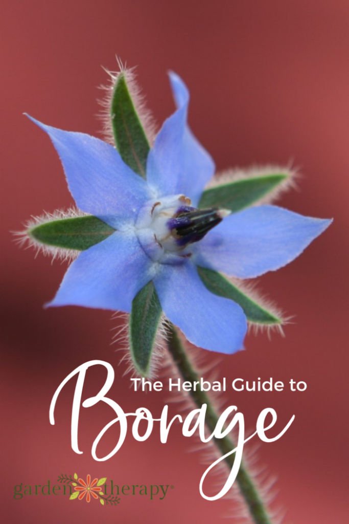 Pin image for the herbal guide to borage.