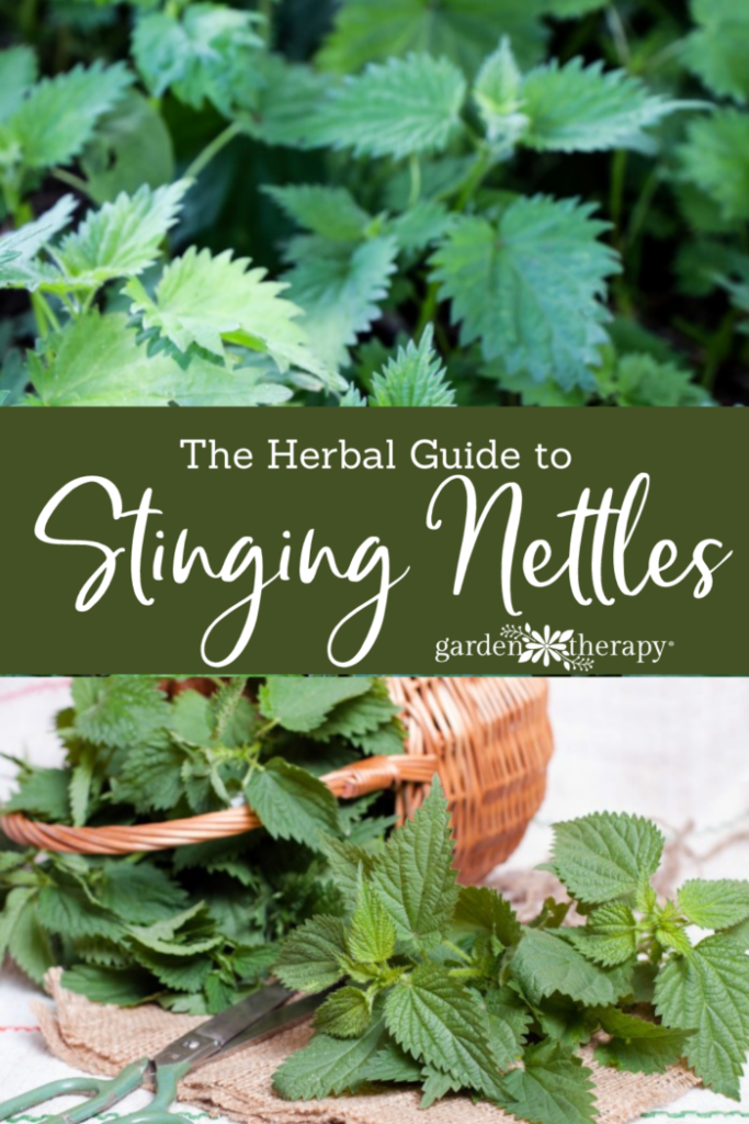 Pin image for the herbal guide to stinging nettles