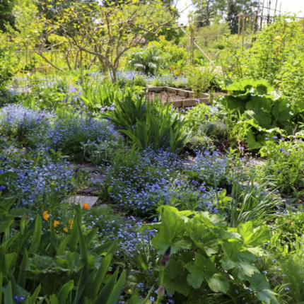 garden with permaculture design