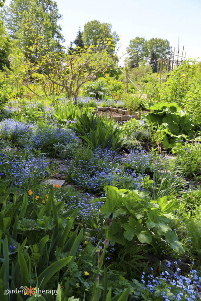 succession planting in a garden with permaculture design