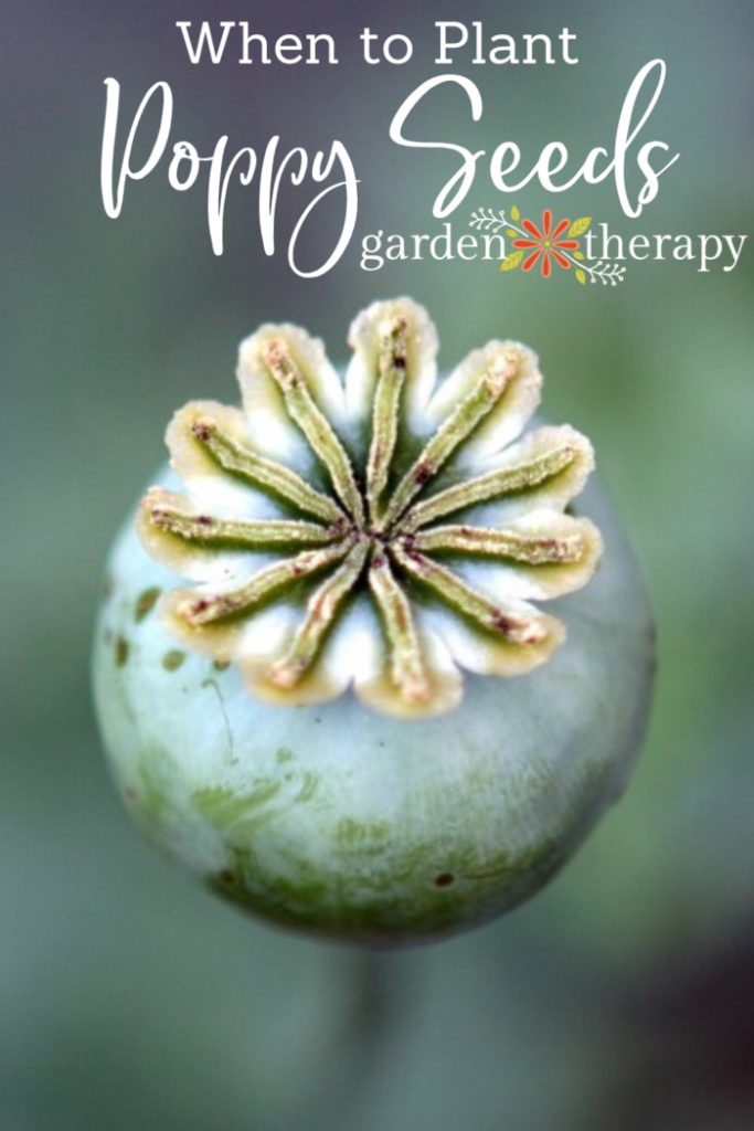 Pin image for when to plant poppy seeds