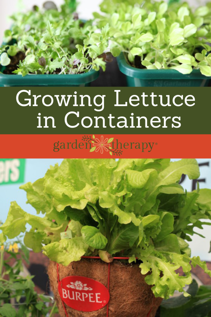 Growing Lettuce in Containers for Endless Leafy Greens Garden Therapy