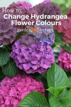 Pretty Pink or Brilliant Blue: Changing Colour of Hydrangea Flowers ...