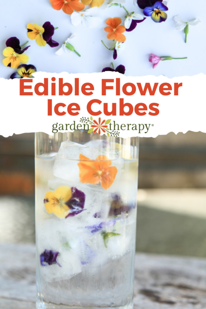 Pin image for edible flower ice cubes