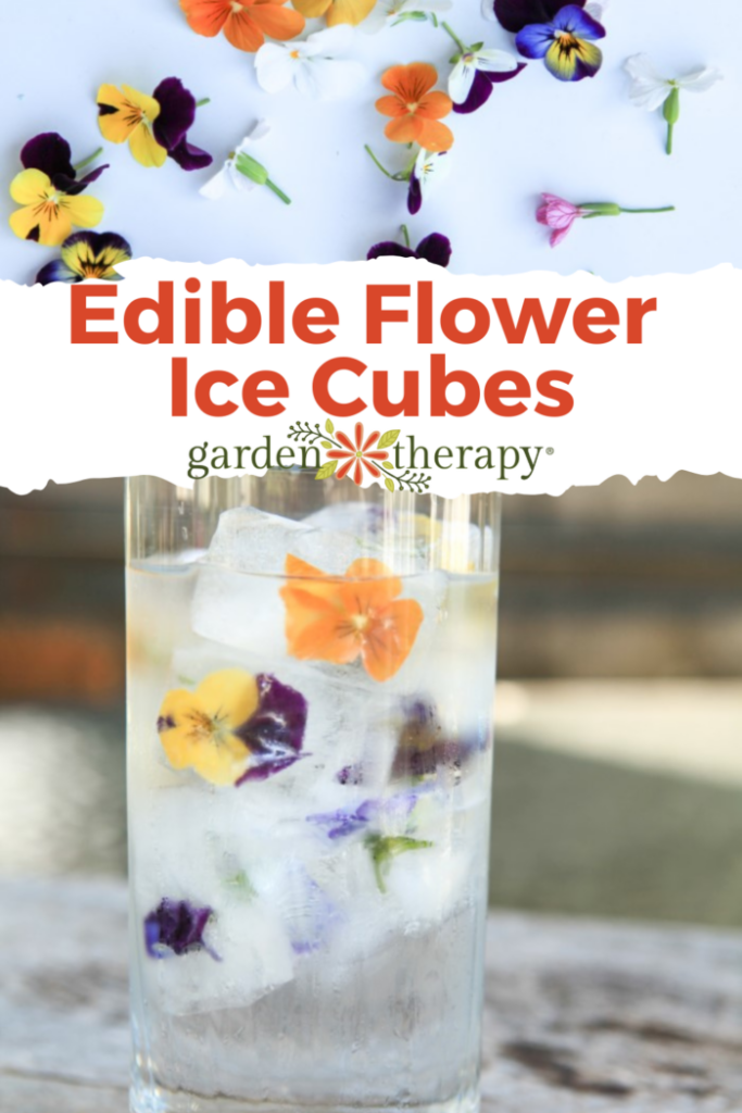 How to Make the Perfect Edible Flower Ice Cubes + How to Use Them